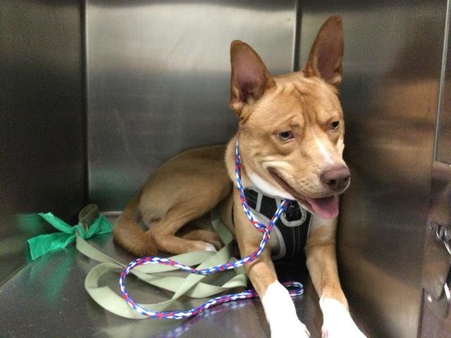 RANGO - Pit Bull Terrier available for adoption