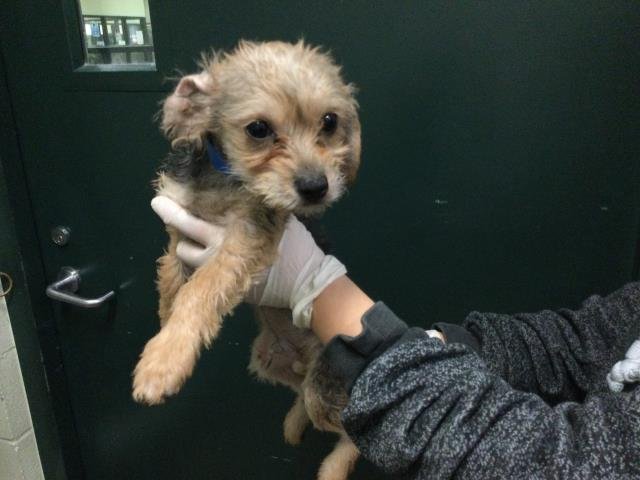 GRADY - Terrier available for adoption