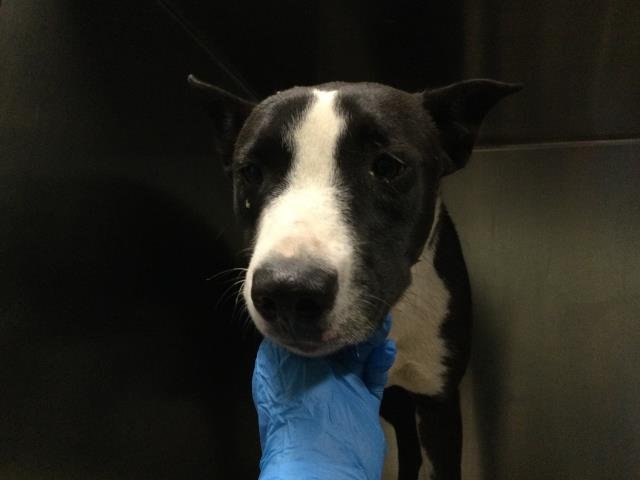 NICKIE - Pit Bull Terrier available for adoption