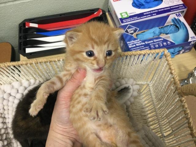 A1876953 - Domestic Short Hair available for adoption