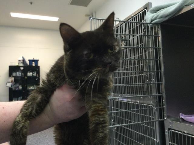 SANDRA DEE - Domestic Short Hair available for adoption