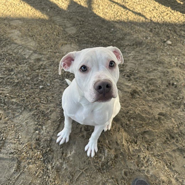 SONNET - Pit Bull Terrier available for adoption
