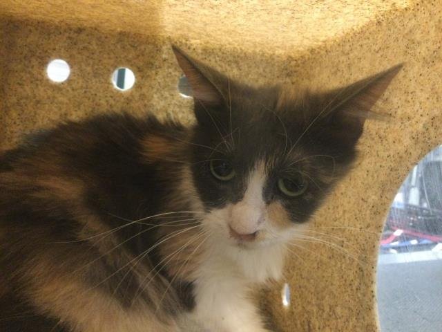 MISHKA - Domestic Medium Hair available for adoption