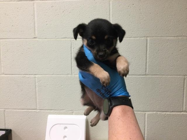 A1879844 - Chihuahua available for adoption