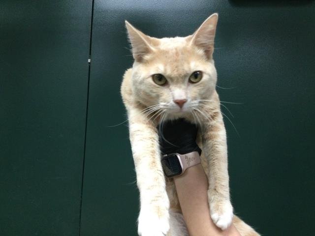 CHESTER - Domestic Short Hair available for adoption