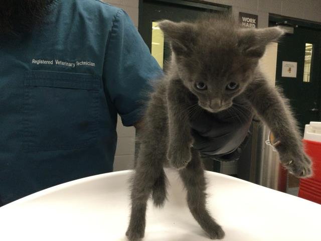 A1876632 - Domestic Short Hair available for adoption