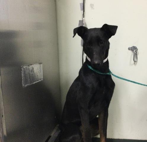 GAMORA - German Shepherd Dog available for adoption