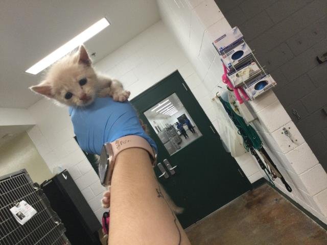 A1862352 - Domestic Short Hair available for adoption