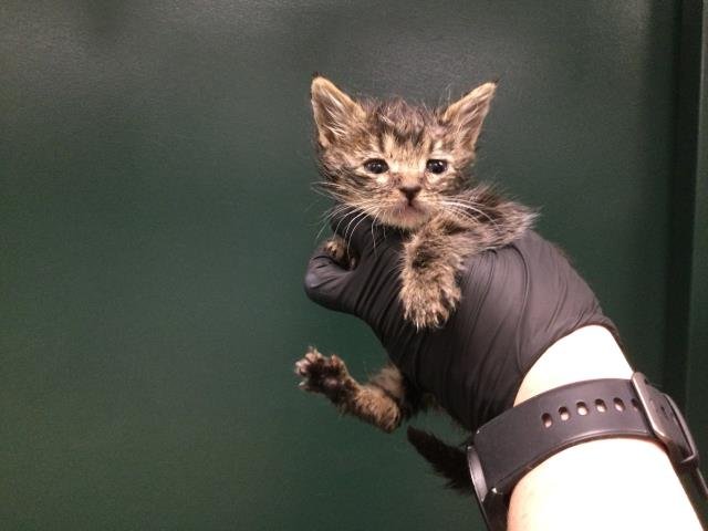 RITA - Domestic Short Hair available for adoption