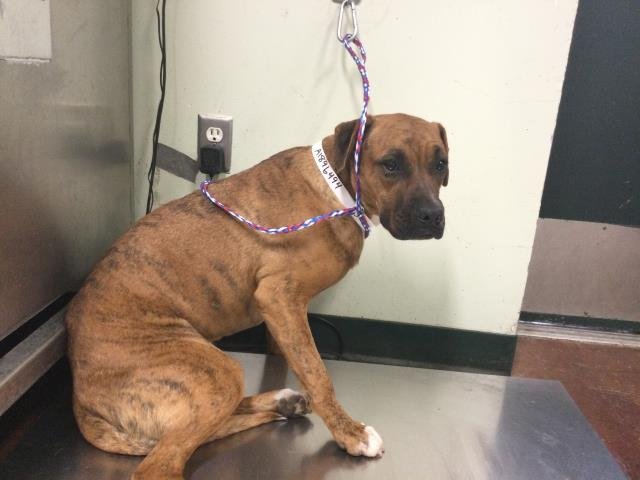 SANDY - Boxer / Pit Bull Terrier available for adoption