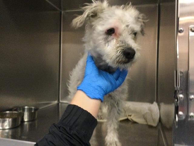 TOM - Terrier available for adoption