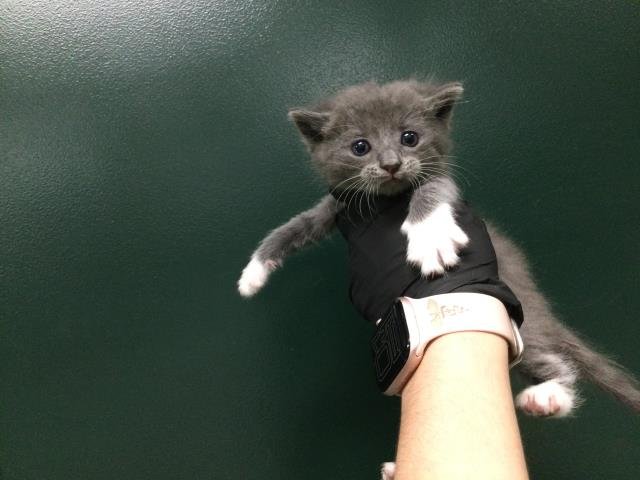 A1893795 - Domestic Short Hair available for adoption
