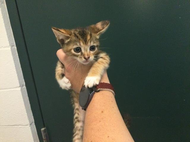 ISERA - Domestic Short Hair available for adoption