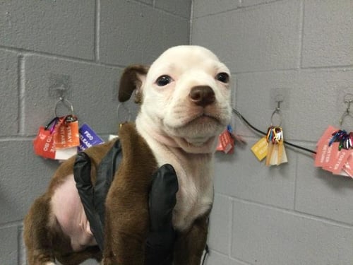 SEBASTIAN - Pit Bull Terrier available for adoption