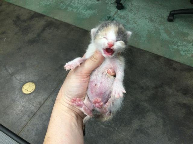 A1879410 - Domestic Short Hair available for adoption