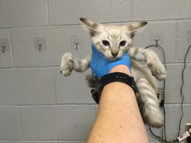 RALEIGH - Domestic Short Hair available for adoption