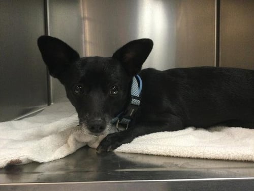 CARSON - Chihuahua available for adoption