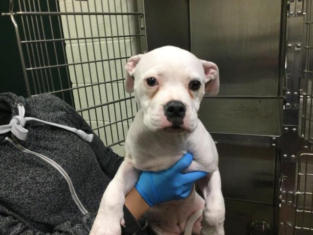 ROO - American Bulldog available for adoption