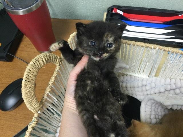 A1876944 - Domestic Short Hair available for adoption