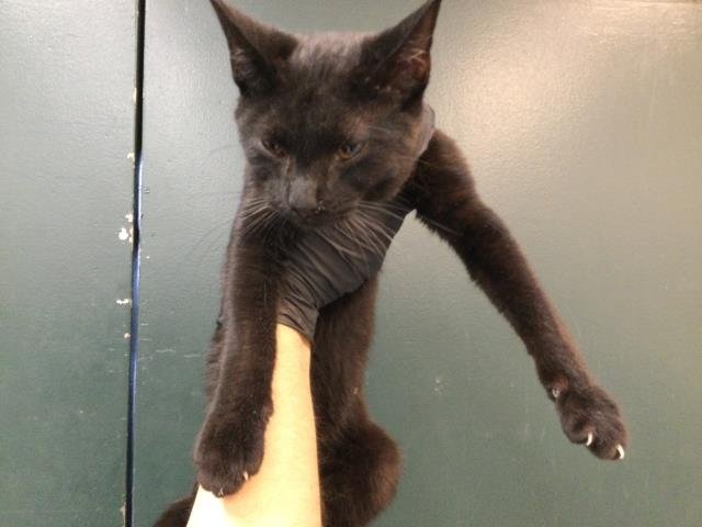 MIDNIGHT - Domestic Short Hair available for adoption