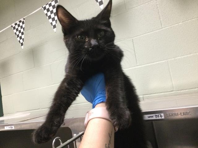 A1892773 - Domestic Short Hair available for adoption