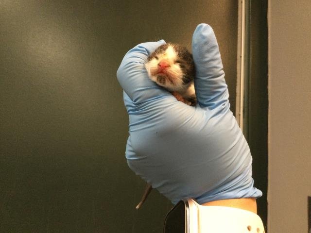 SAM - Domestic Short Hair available for adoption