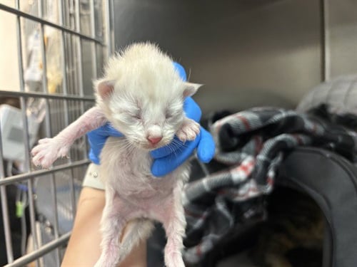 NECTAR - Domestic Short Hair available for adoption