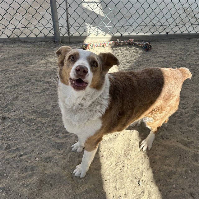 MISHA - Australian Shepherd available for adoption