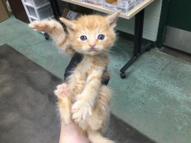 A1893830 - Domestic Medium Hair available for adoption