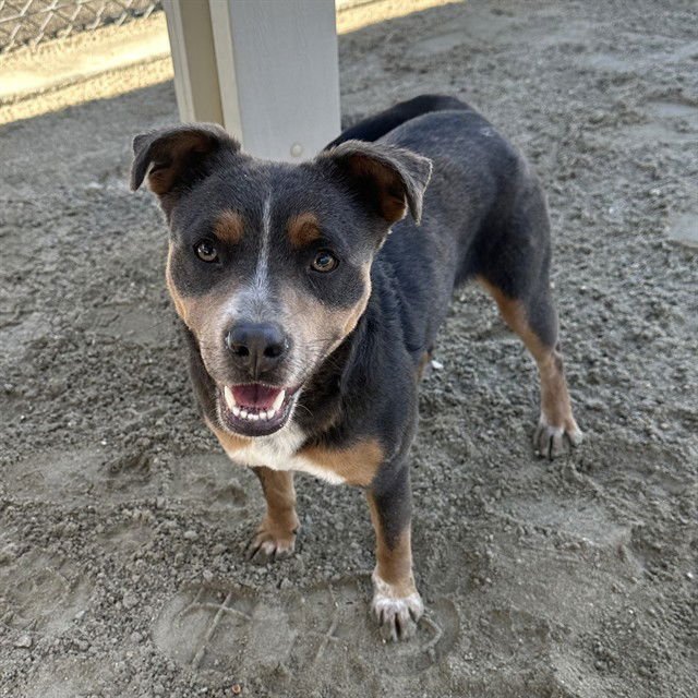 SHOLLY - Terrier available for adoption