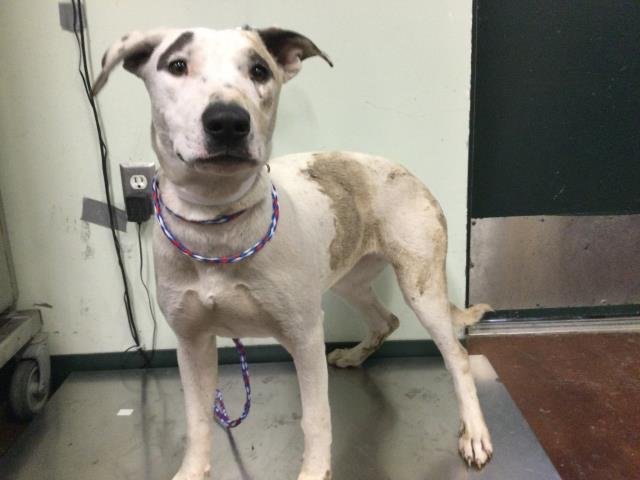 MONROE - Pit Bull Terrier available for adoption