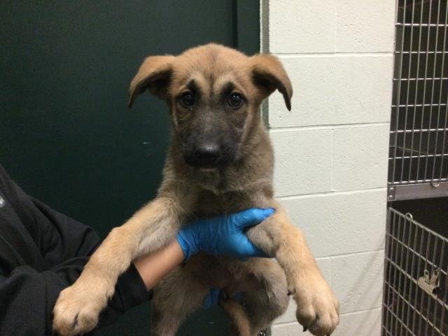 MOLLY - German Shepherd Dog available for adoption