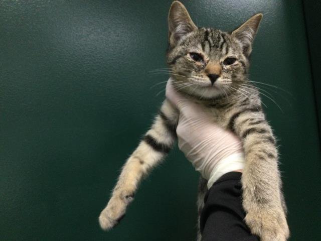 A1891992 - Domestic Short Hair available for adoption