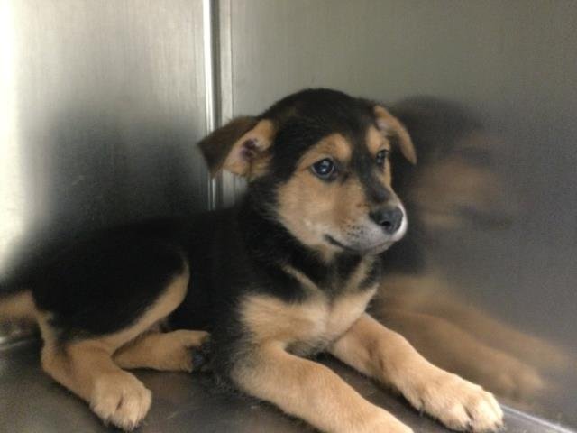 ANTONIA - Rottweiler available for adoption