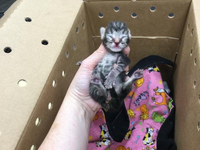 A1879419 - Domestic Short Hair available for adoption