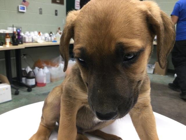 ALEJANDRO - Boxer available for adoption