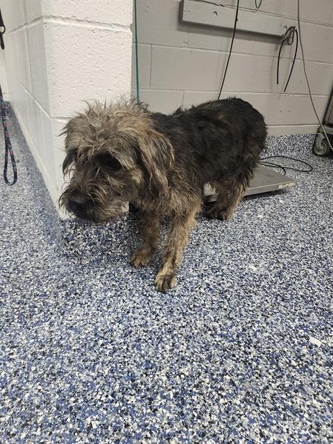 SCRAP - Terrier available for adoption