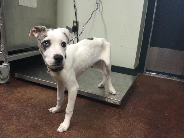 SKY - Catahoula Leopard Dog / Labrador Retriever available for adoption