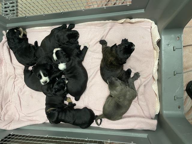 A1894597 - Labrador Retriever available for adoption