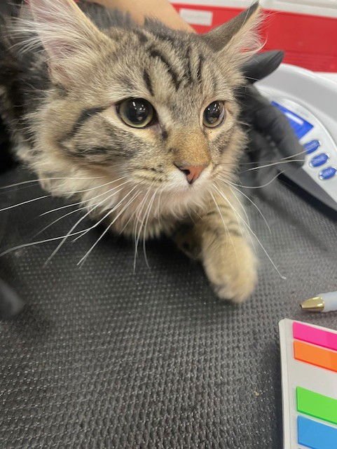 A1879825 - Domestic Short Hair available for adoption