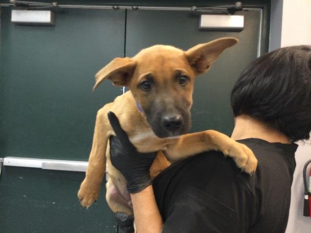 A1900123 - Belgian Shepherd Malinois available for adoption