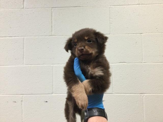 A1879842 - Chihuahua available for adoption