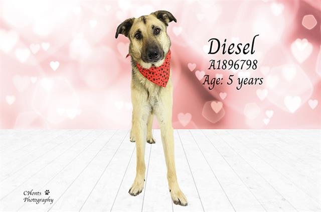 DIESEL - German Shepherd Dog available for adoption