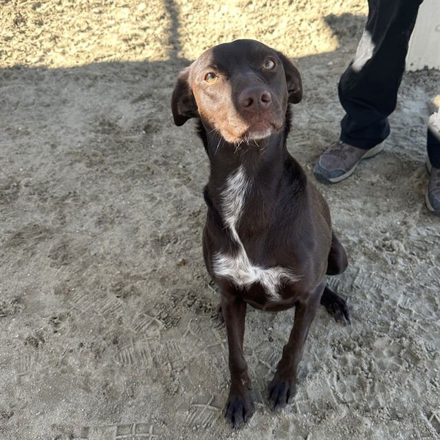 MOXI - Labrador Retriever available for adoption