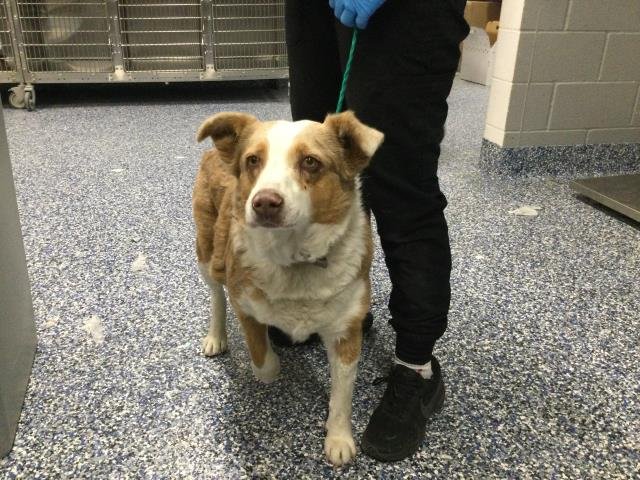 MISHA - Australian Shepherd available for adoption