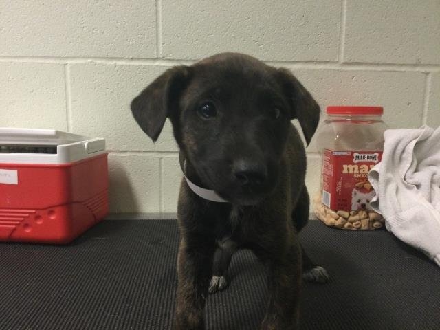 SUSIE - Bull Terrier available for adoption