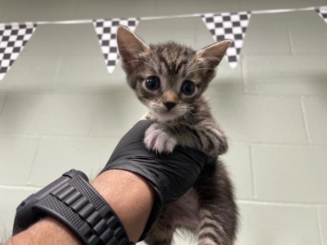 A1894465 - Domestic Short Hair available for adoption