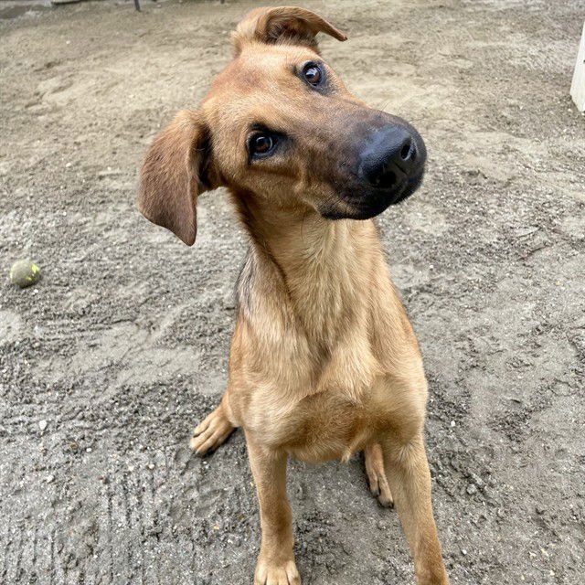 LUZ - German Shepherd Dog available for adoption