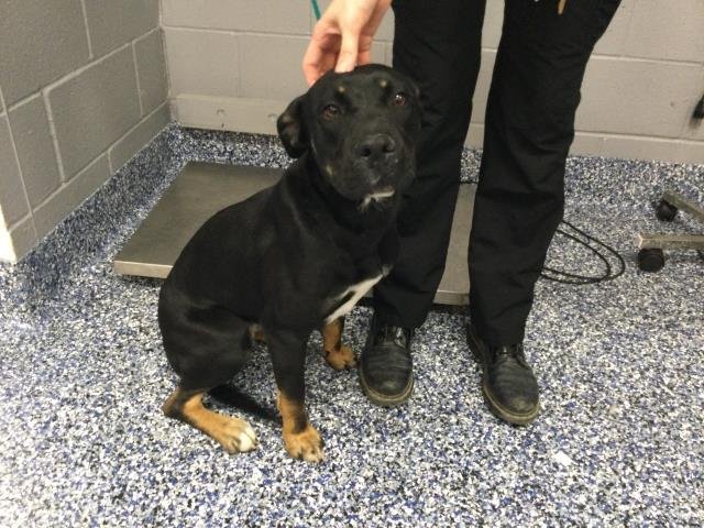 HALLIE - Pit Bull Terrier available for adoption