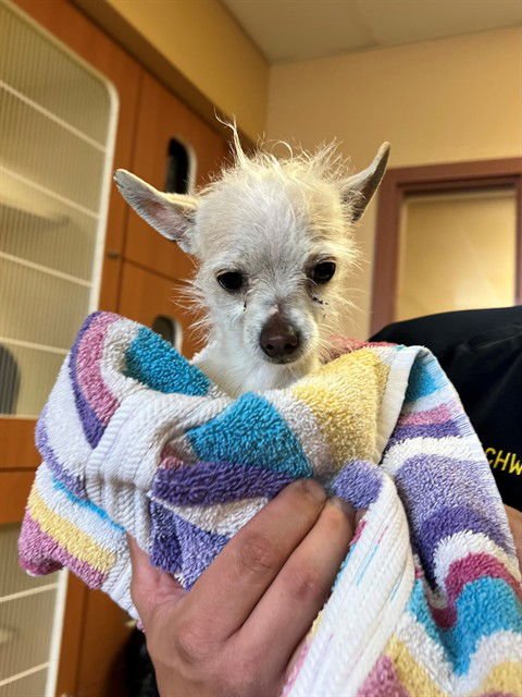 PIXIE - Chihuahua / Terrier available for adoption